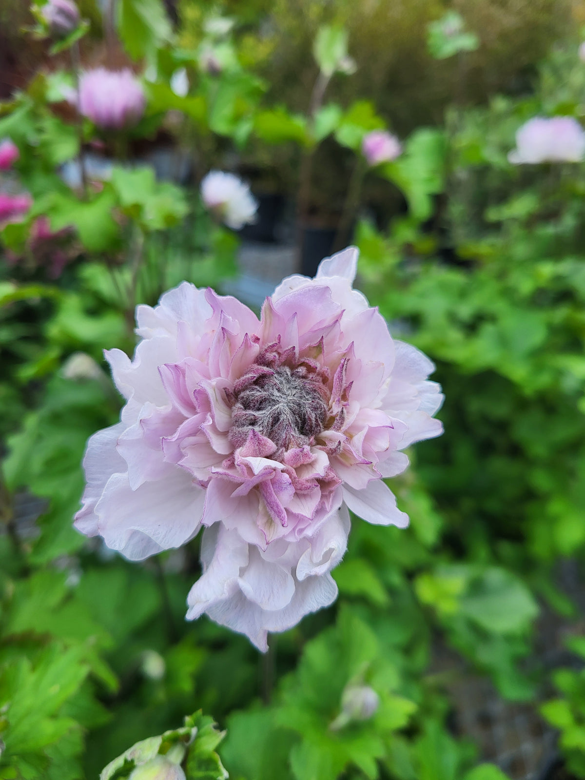 Anemone 'Frilly Knickers'