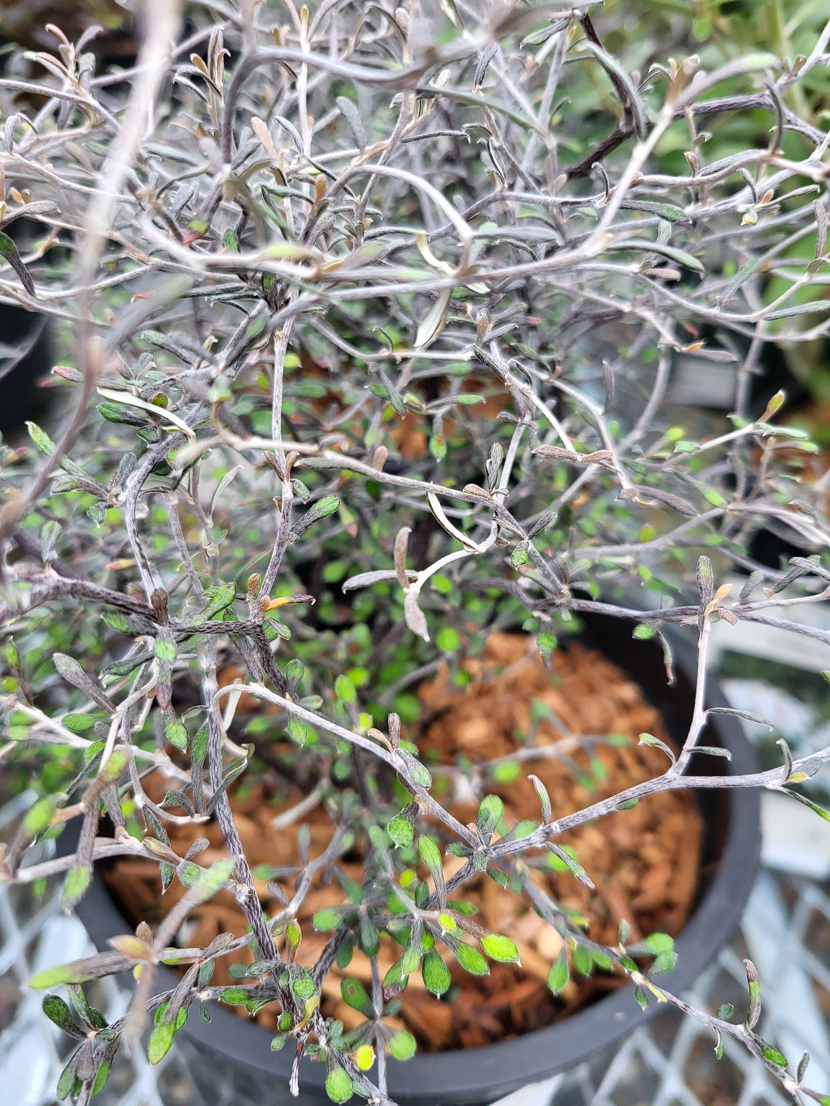Corokia 'Little Prince'
