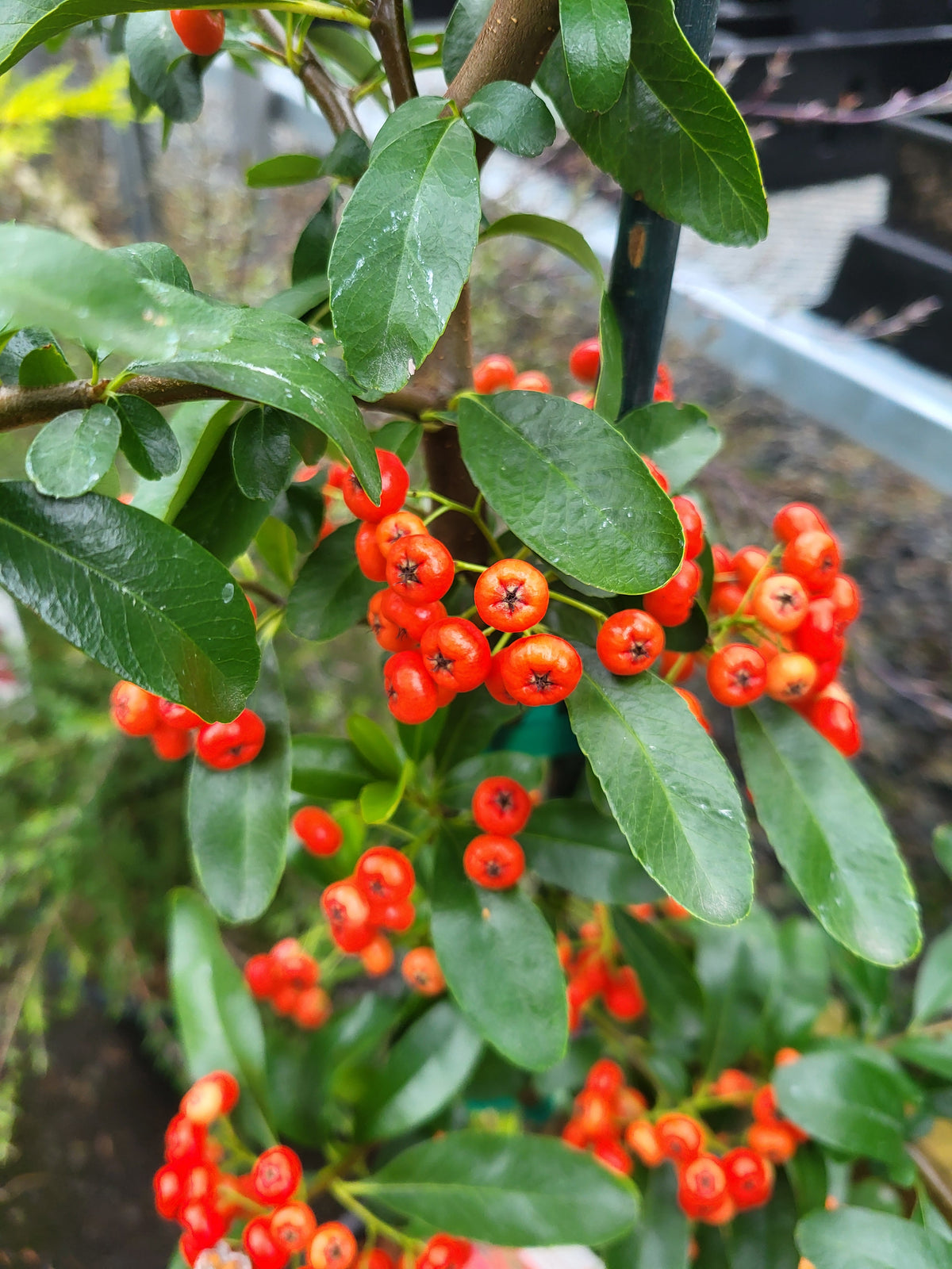 Pyracantha 'Cherry Berry'