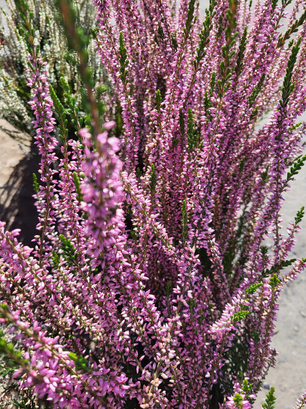 Calluna vulgaris 'Pink Alicia'
