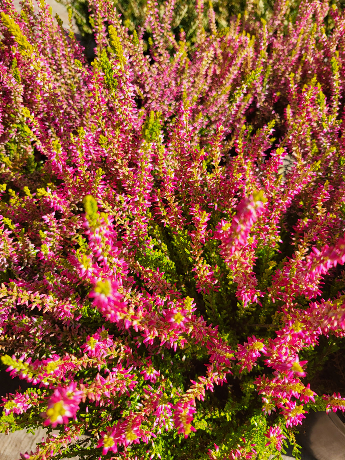 Calluna vulgaris 'Golden Angie'