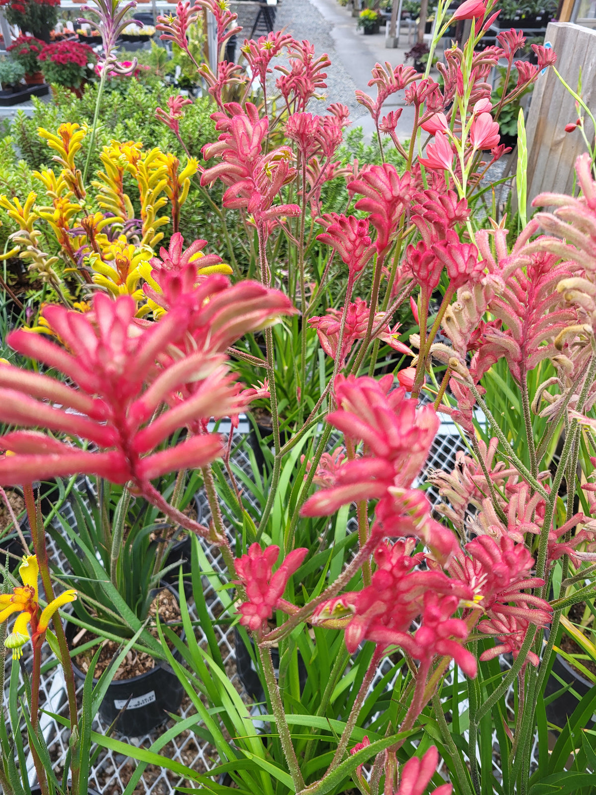 Anigozanthos 'Kanga Cherry'