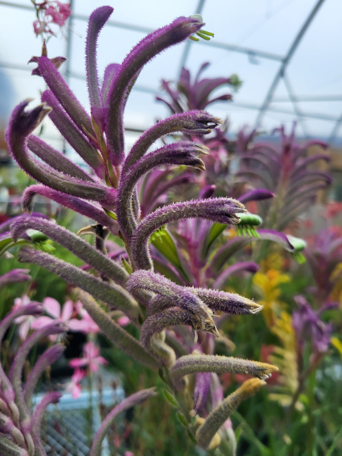 Anigozanthos 'Celebrations Carnivale'