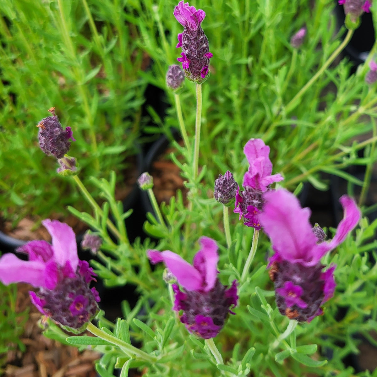 Lavandula stoechas 'New Madrid Rose'