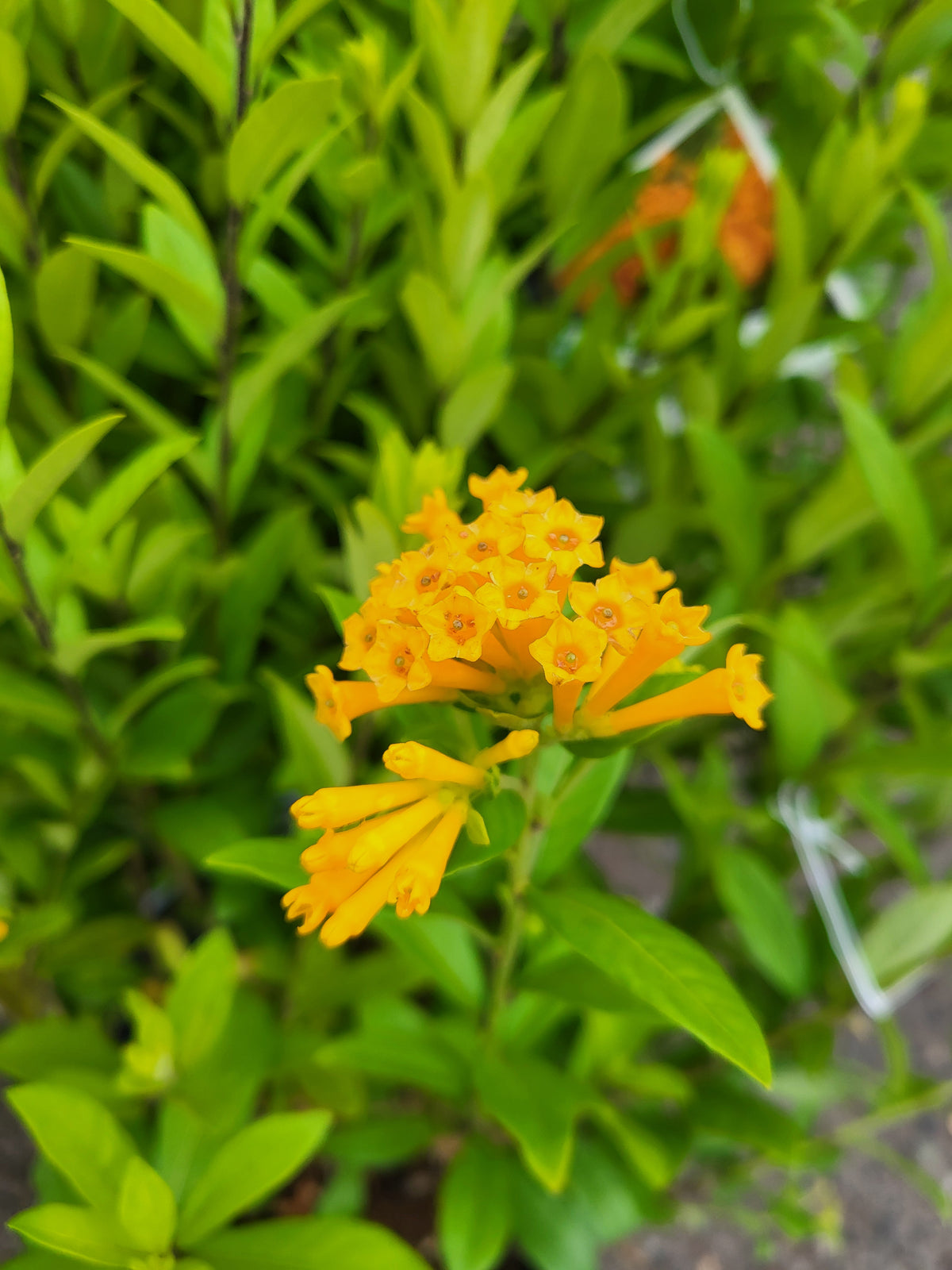 Cestrum corymbosum 'Juiced Orange'