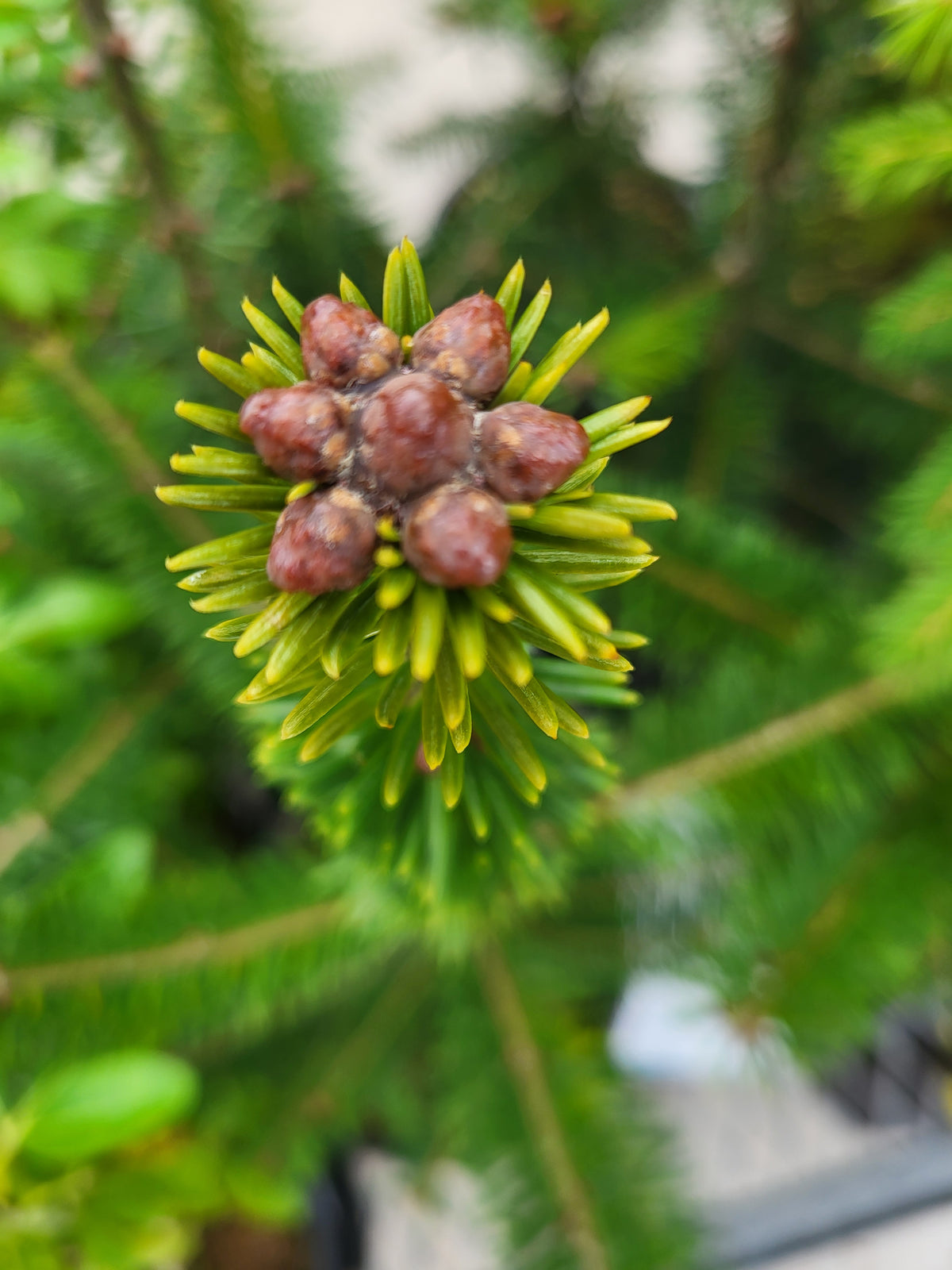 Abies balsamea 'Cook's Blue'