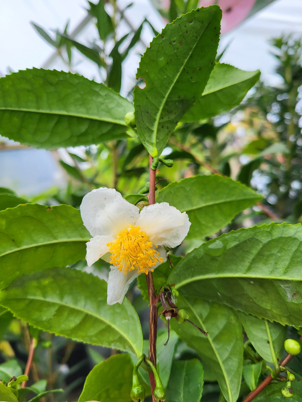 Camellia sinensis 'Korean'