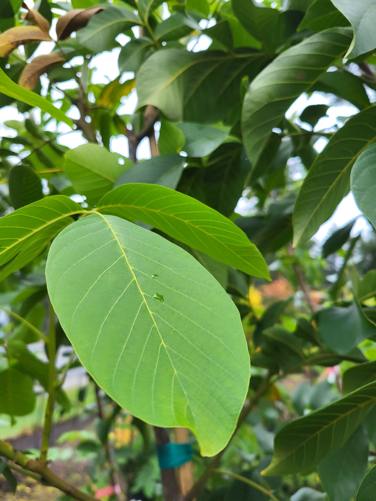Juglans regia 'Chandler'