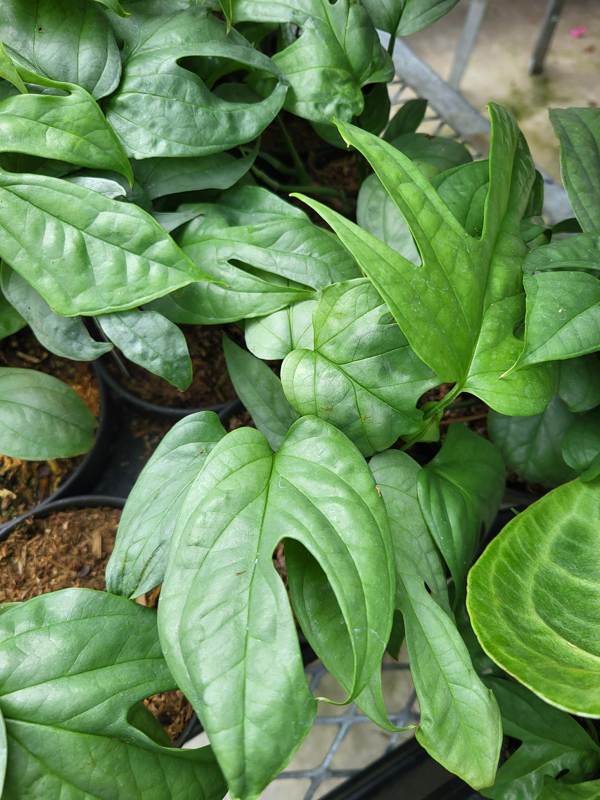Anthurium 'Silver'