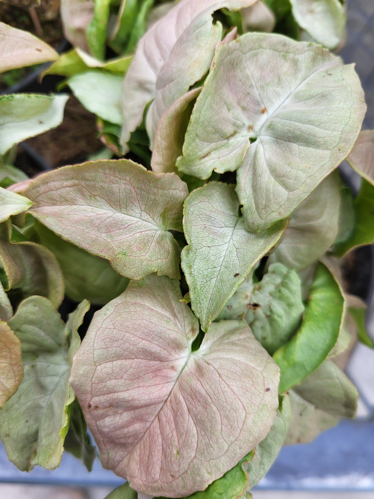 Syngonium 'Grannie Panties'