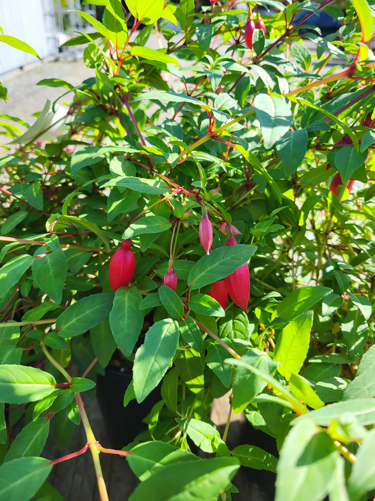 Fuchsia 'Margaret Hunt'