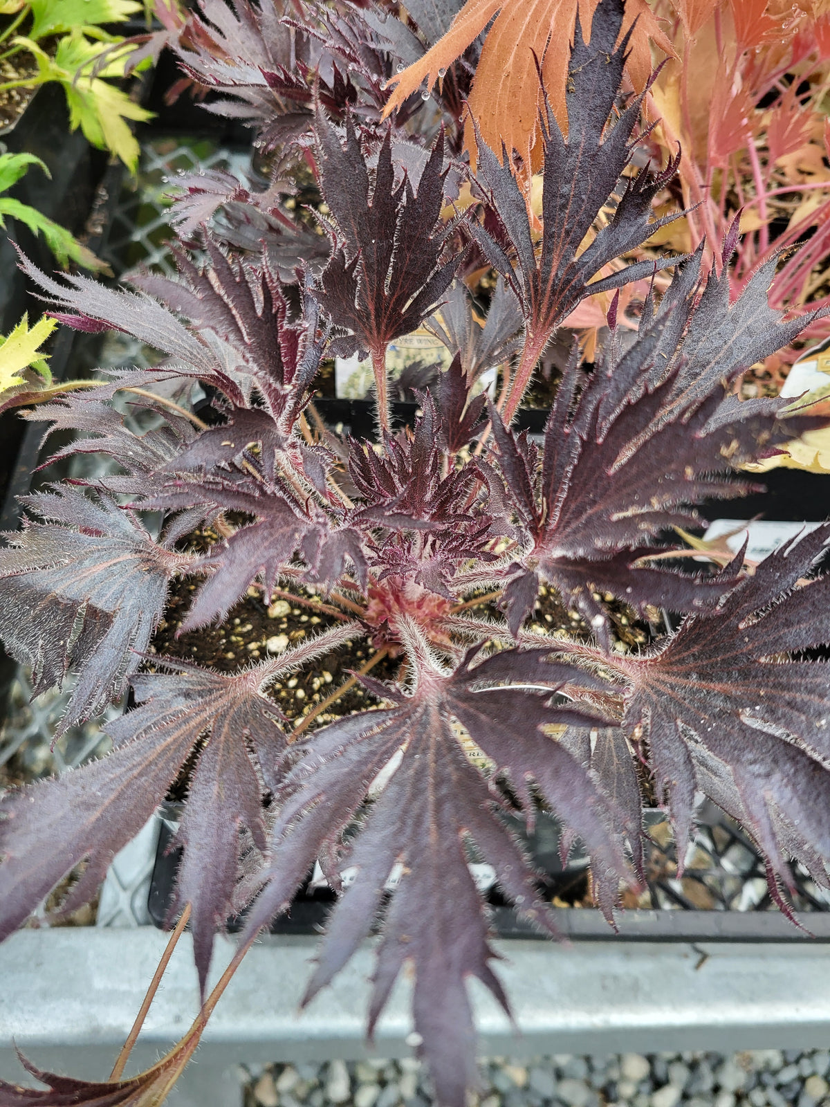 Heuchera FYRE WING™ ‘Jet’