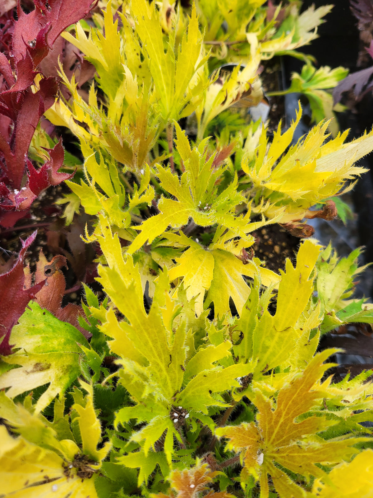 Heuchera FYRE WING™ ‘Heliodor’