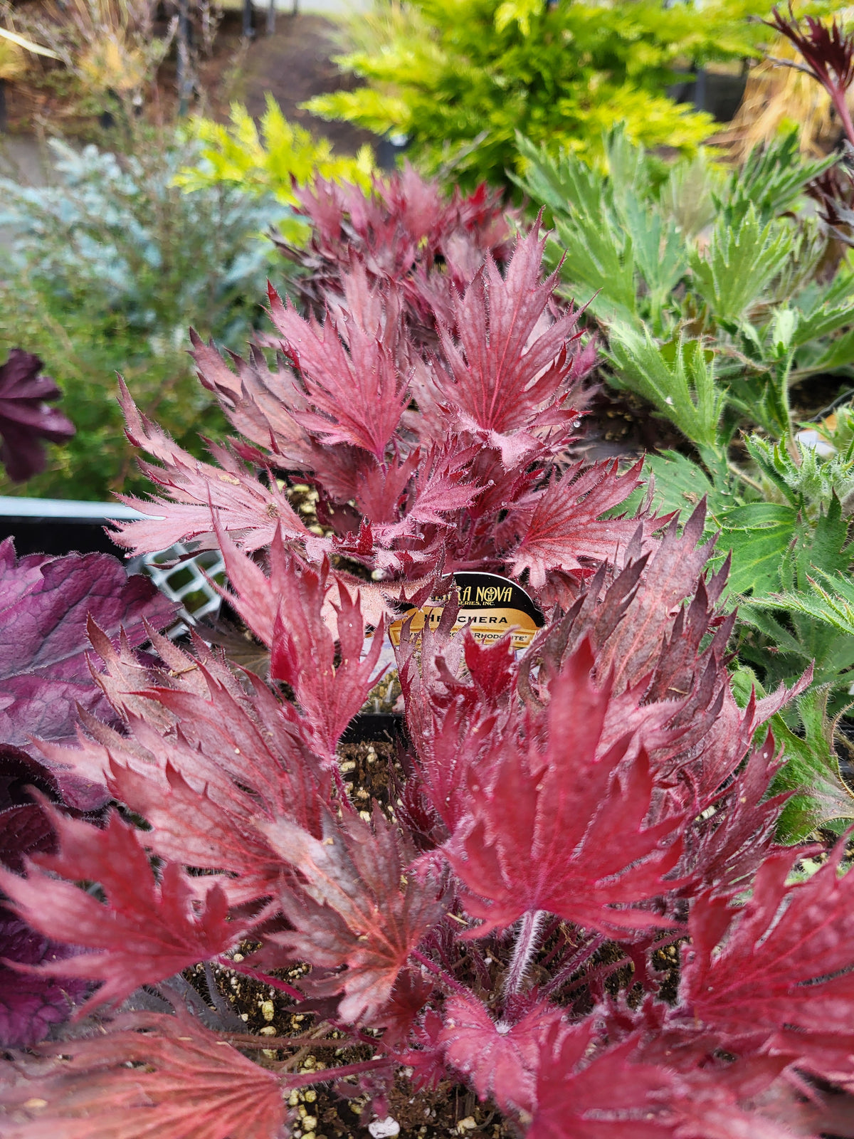 Heuchera FYRE WING™ ‘Rhodonite’