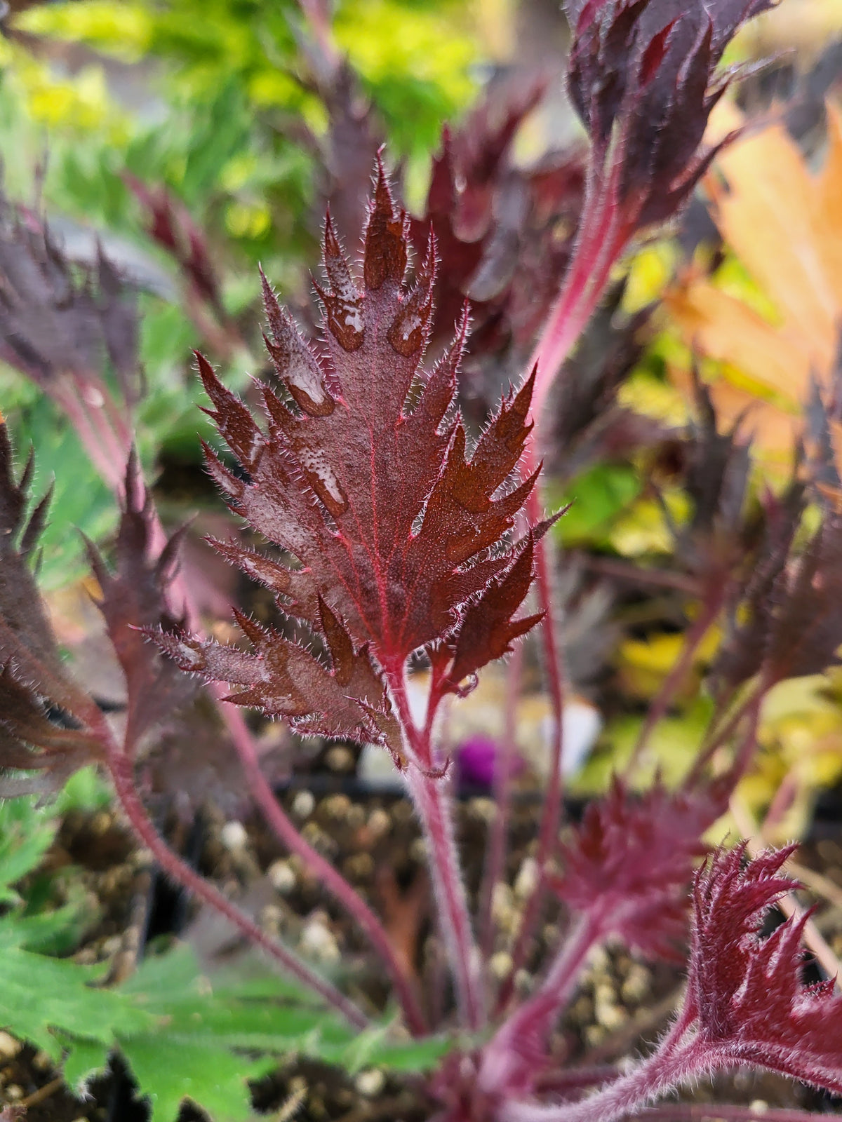 Heuchera FYRE WING™ ‘Spinel’