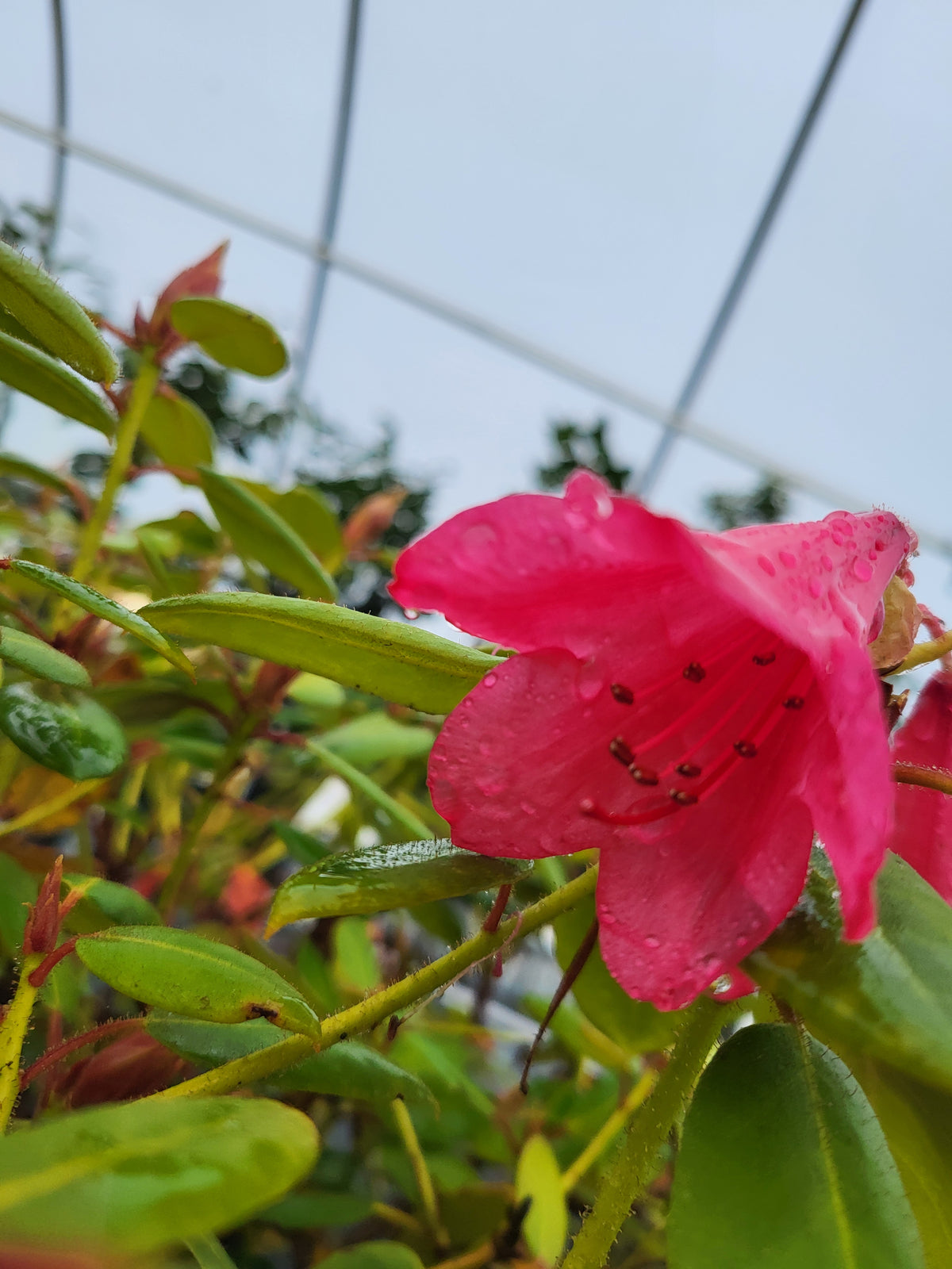 Rhododendron 'Jock'