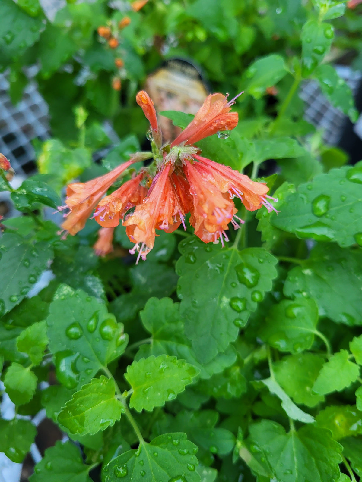 Agastache 'Peach Pearl'