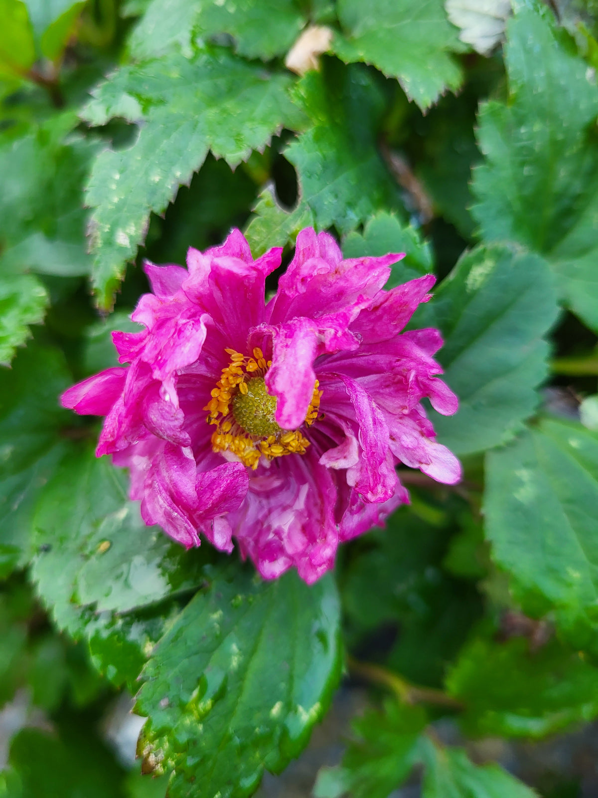 Anemone 'Puff Pink'