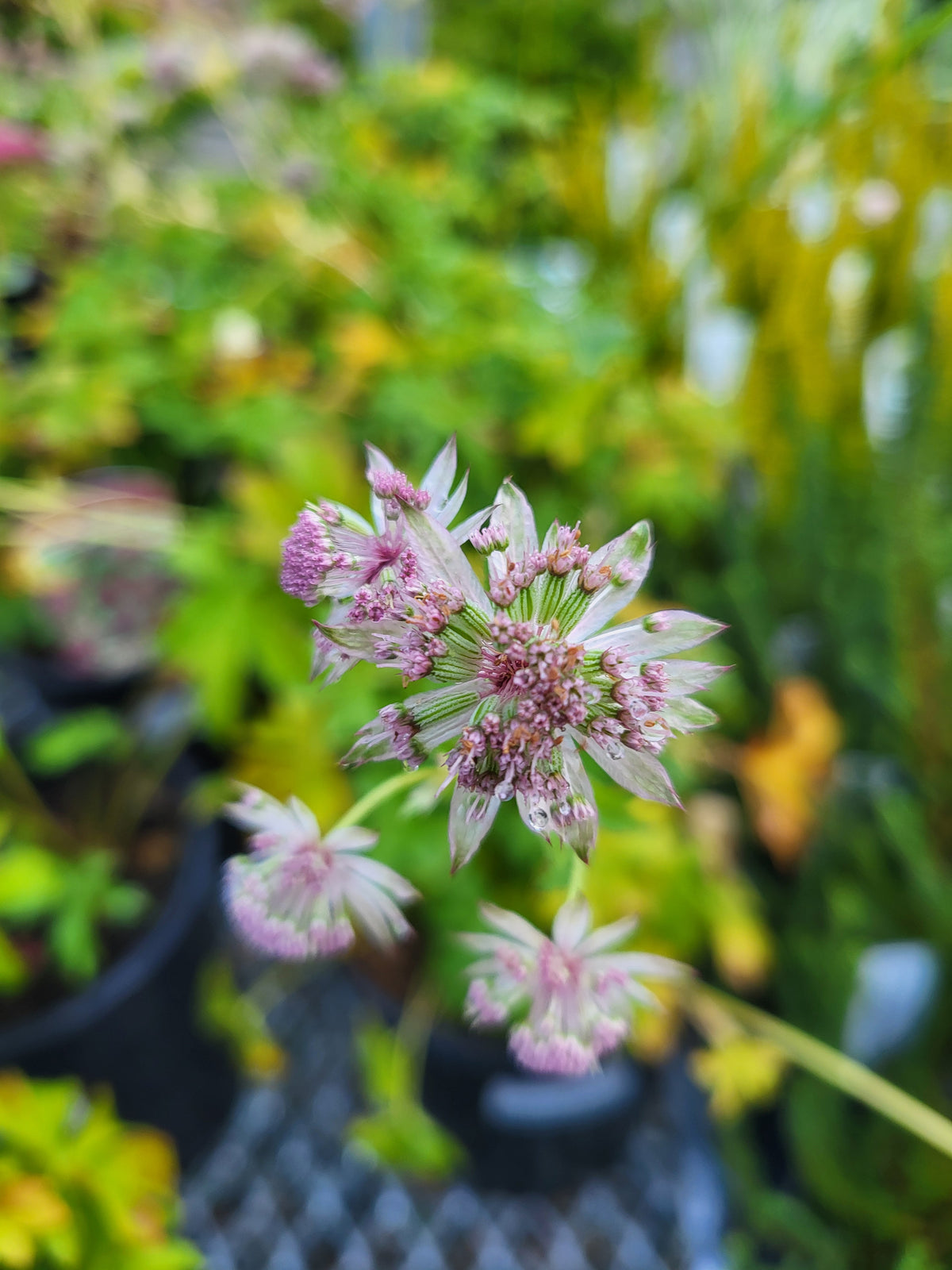 Astrantia major 'Florence'