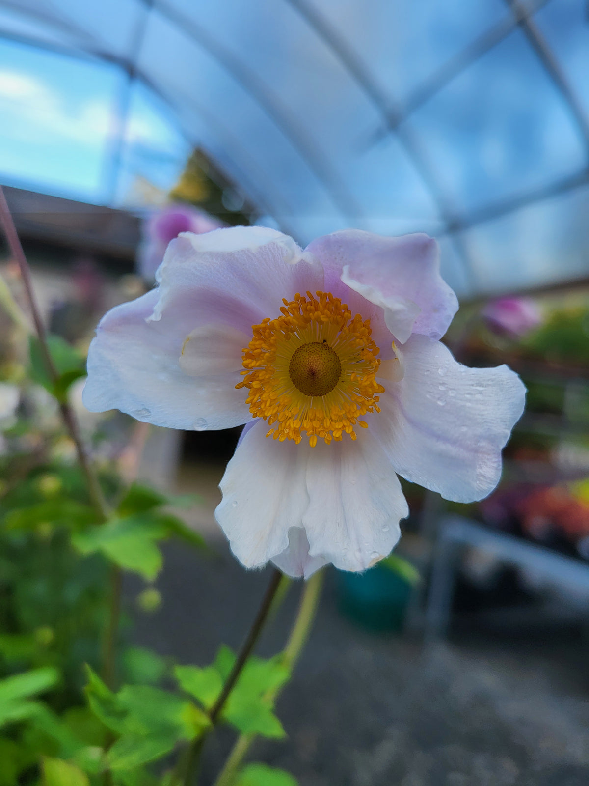 Anomone 'Ruffled Swan'