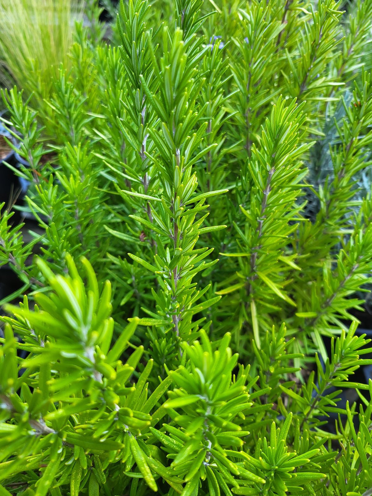 Rosmarinus officianalis 'Barbeque'