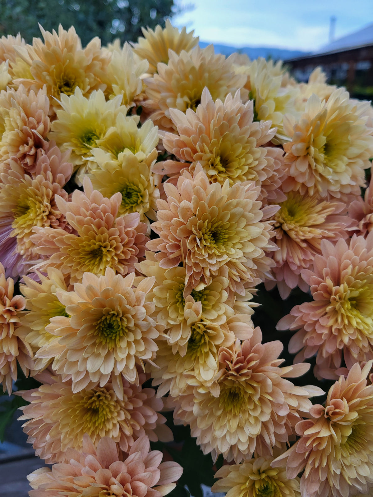Chrysanthemum