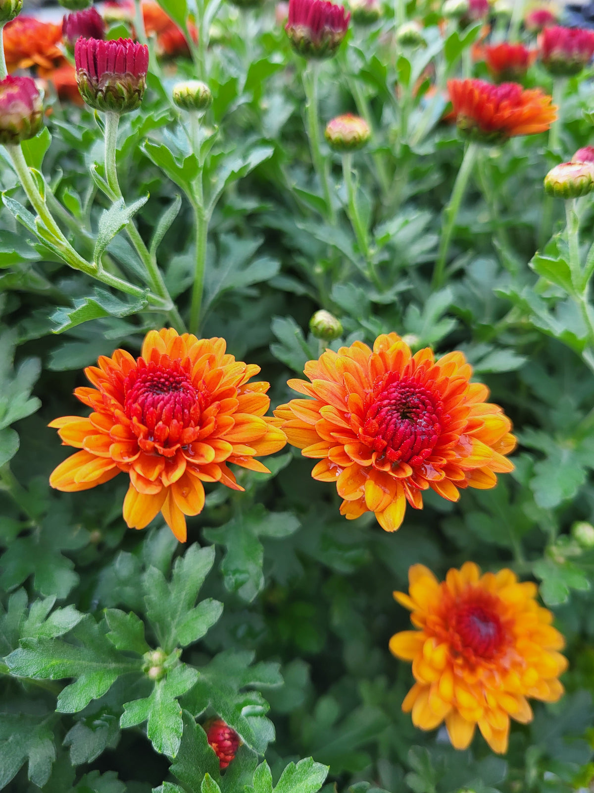 Chrysanthemum