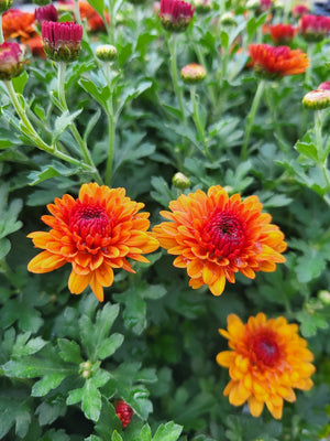 Chrysanthemum