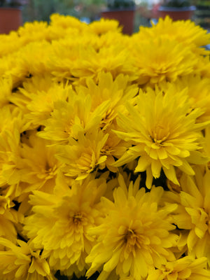 Chrysanthemum