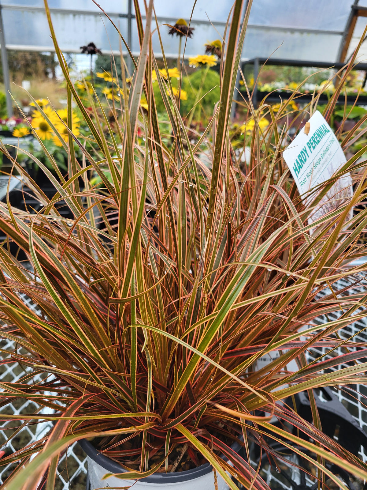 Uncinia rubra 'Belinda's Find'