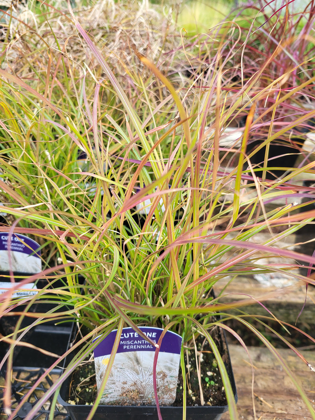 Miscanthus 'Cute One'