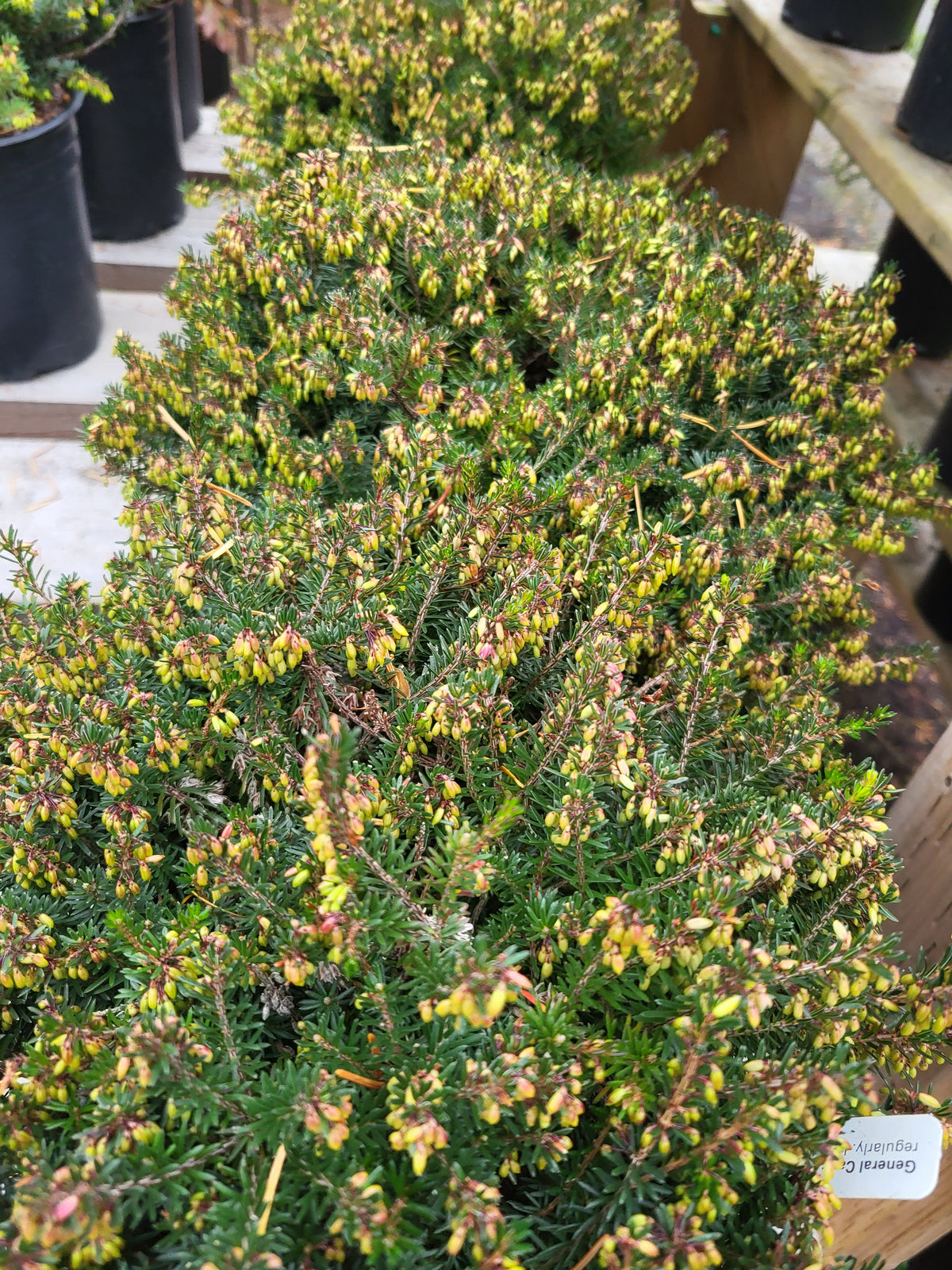 Erica carnea 'Mojave'