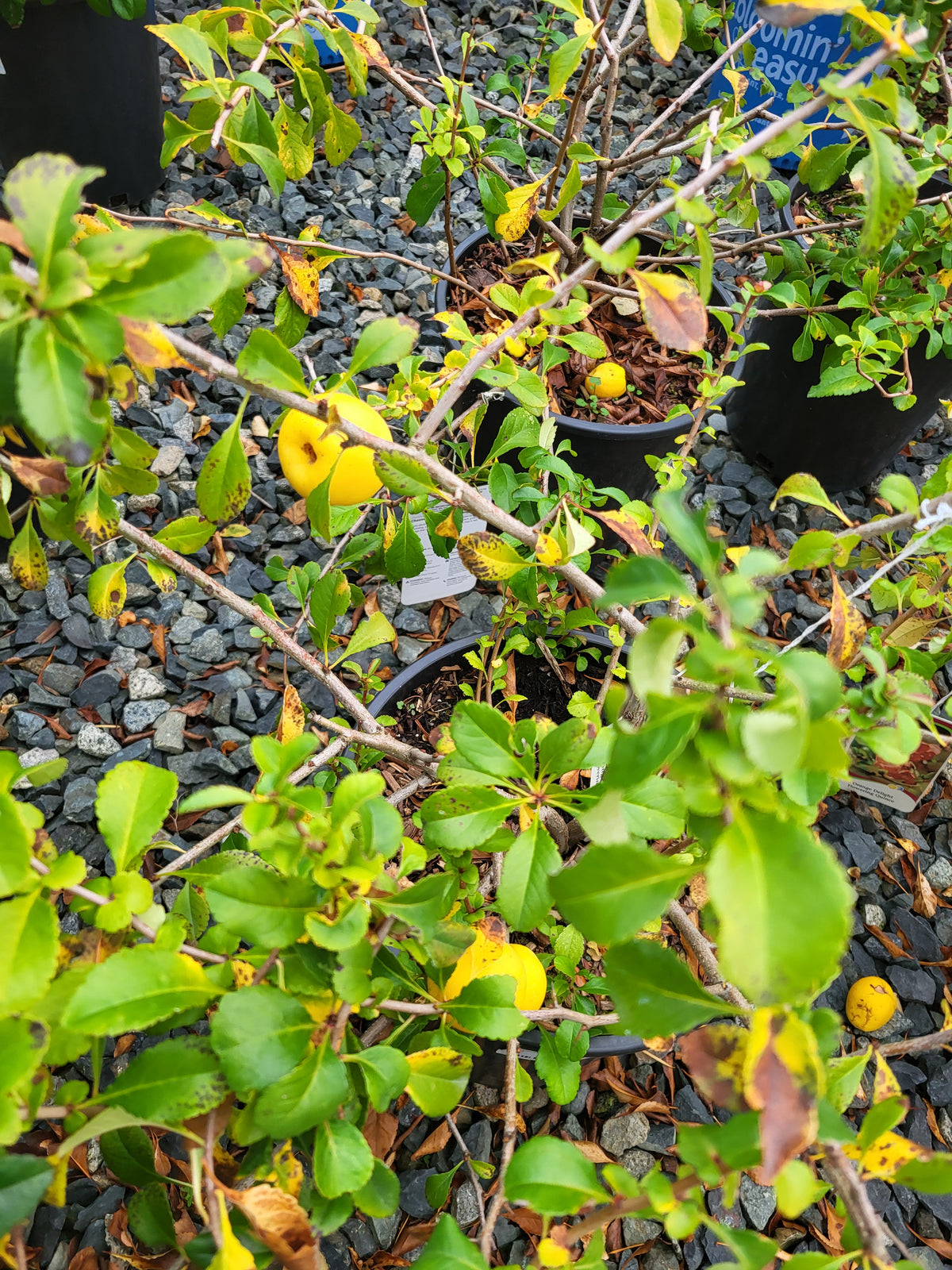 Chaenomeles speciosa 'Orange Delight'