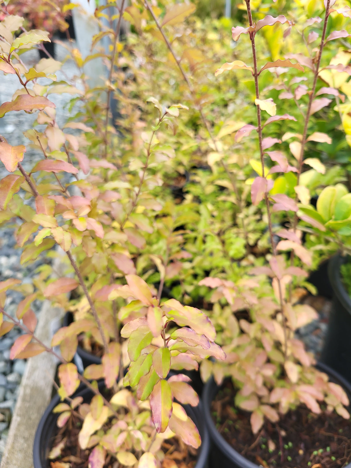 Ligustrum ovalifolium 'Lemon and Lime'