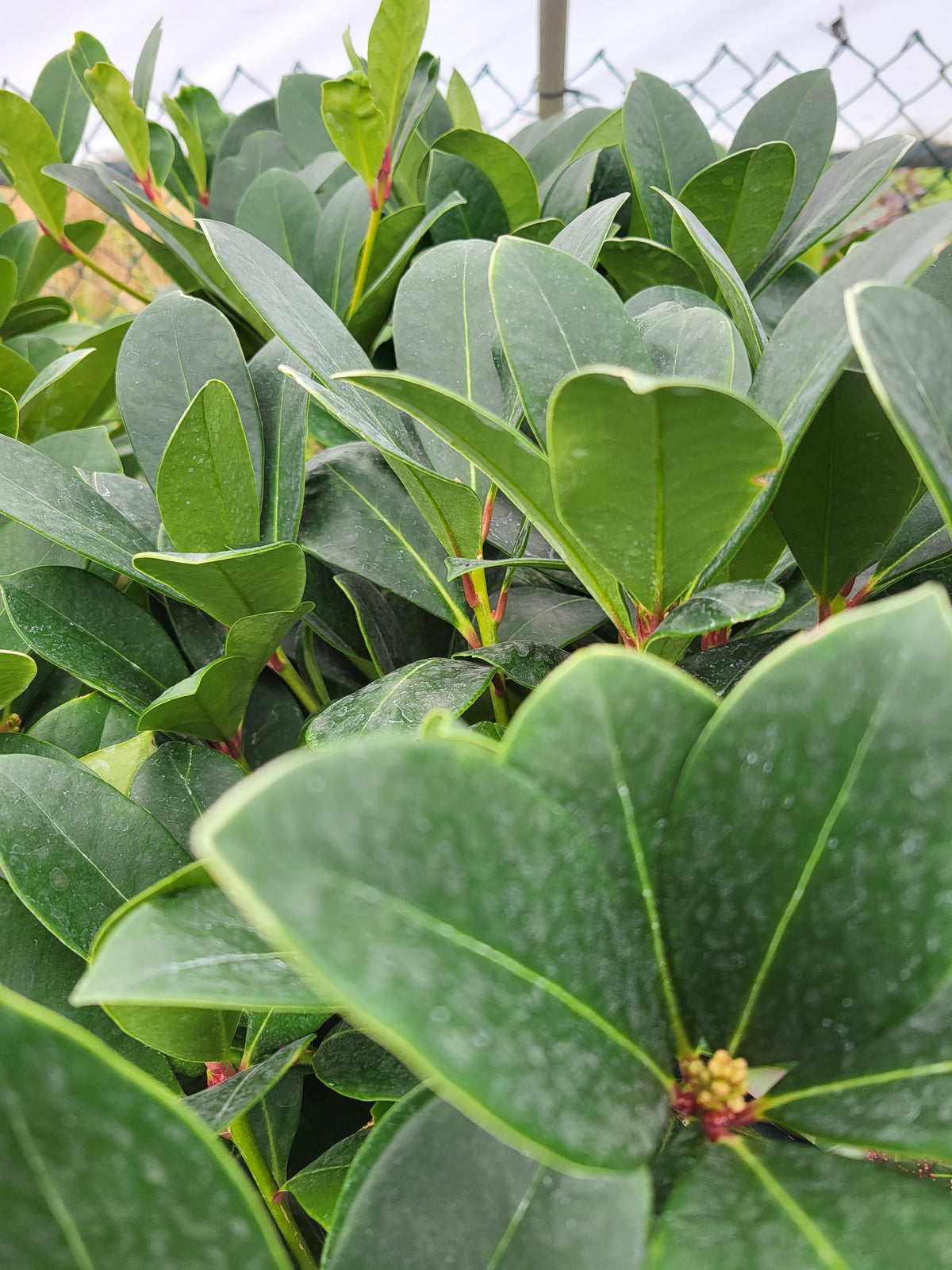 Skimmia japonica 'Chameleon'
