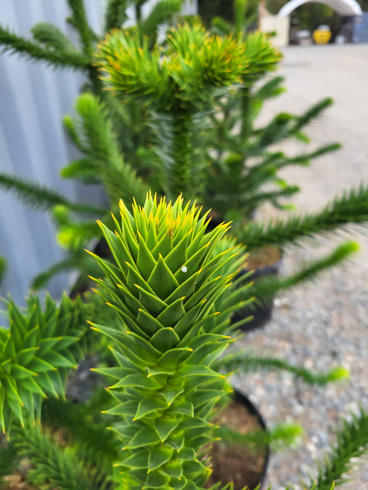 Araucaria auracana