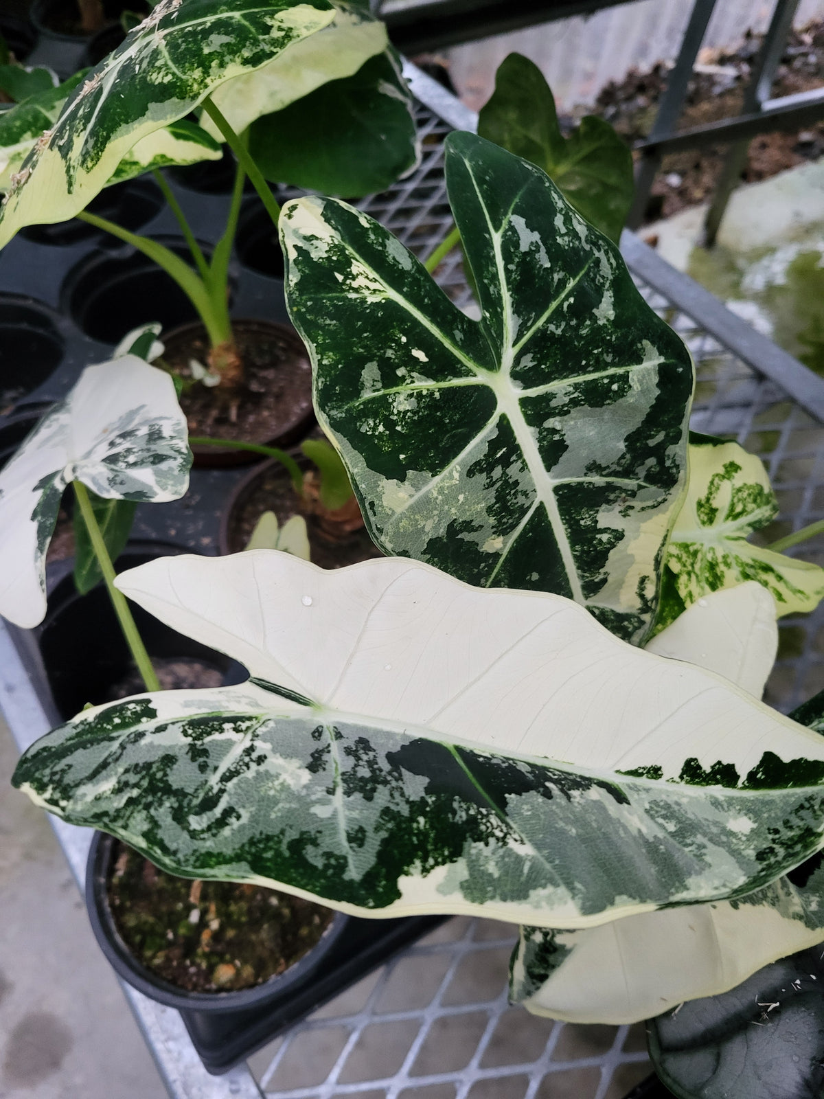 Alocasia "Frydek" Variegated