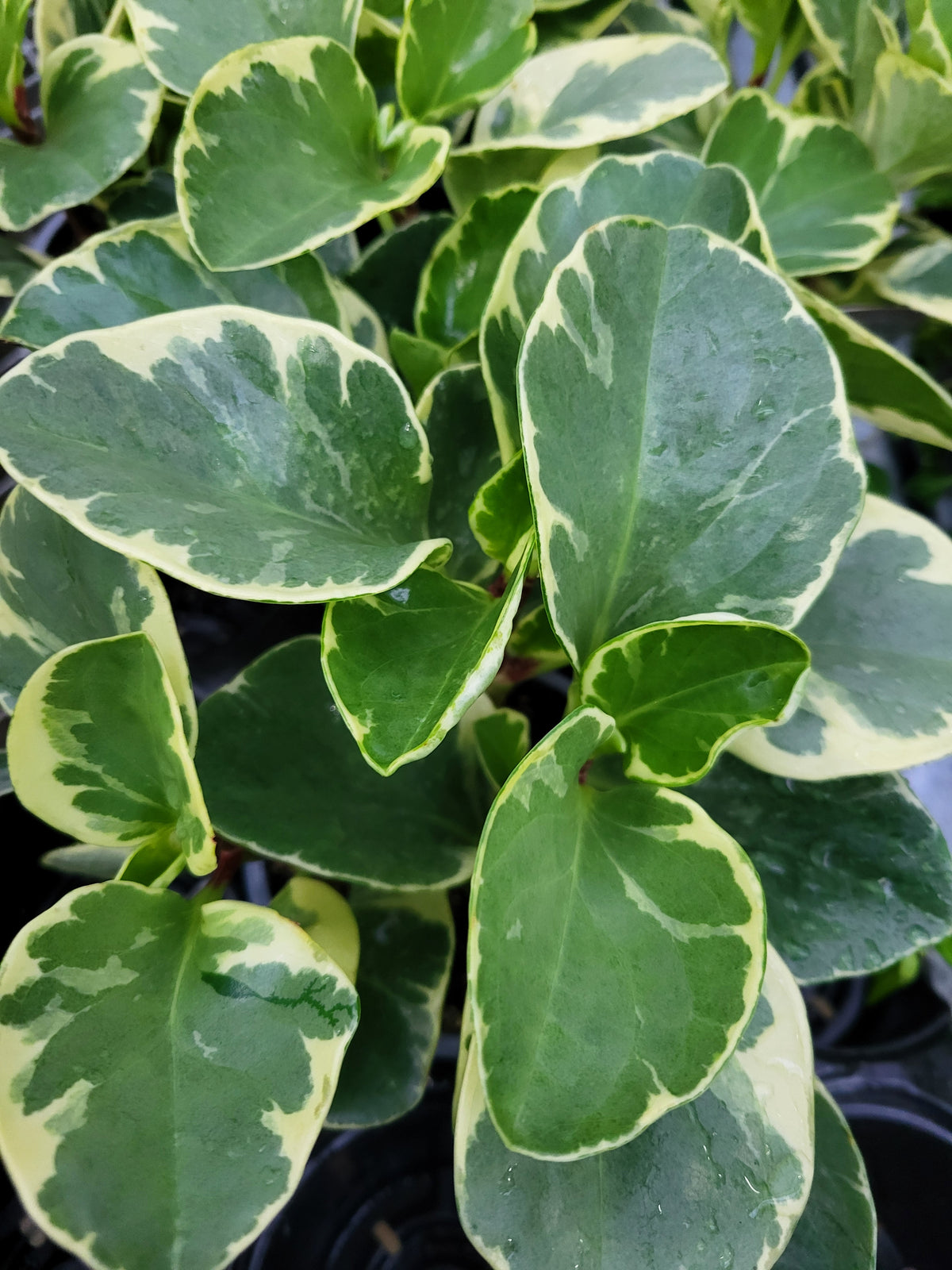 Peperomia obtusifolia 'Variegata'