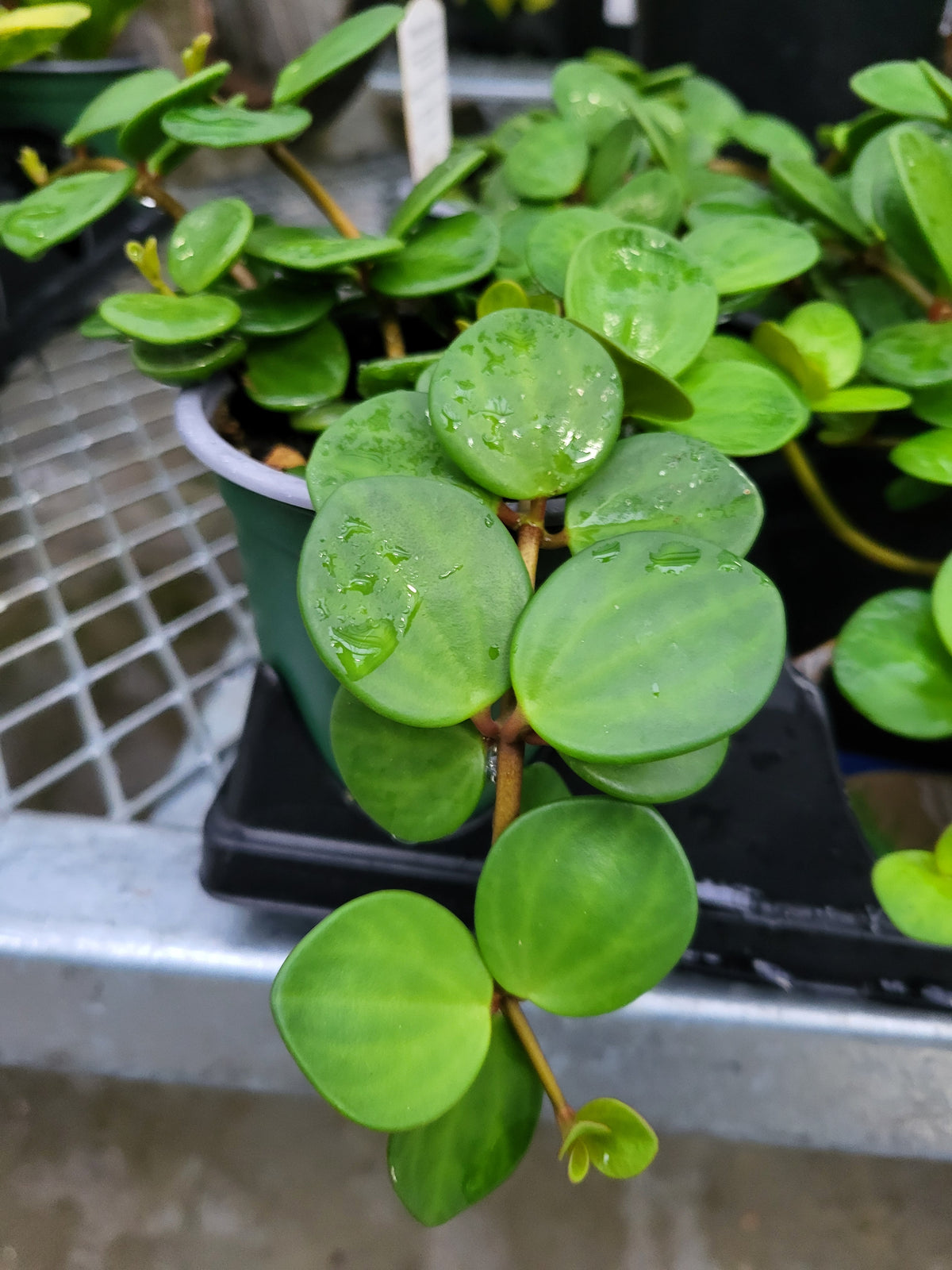 Peperomia 'Hope'