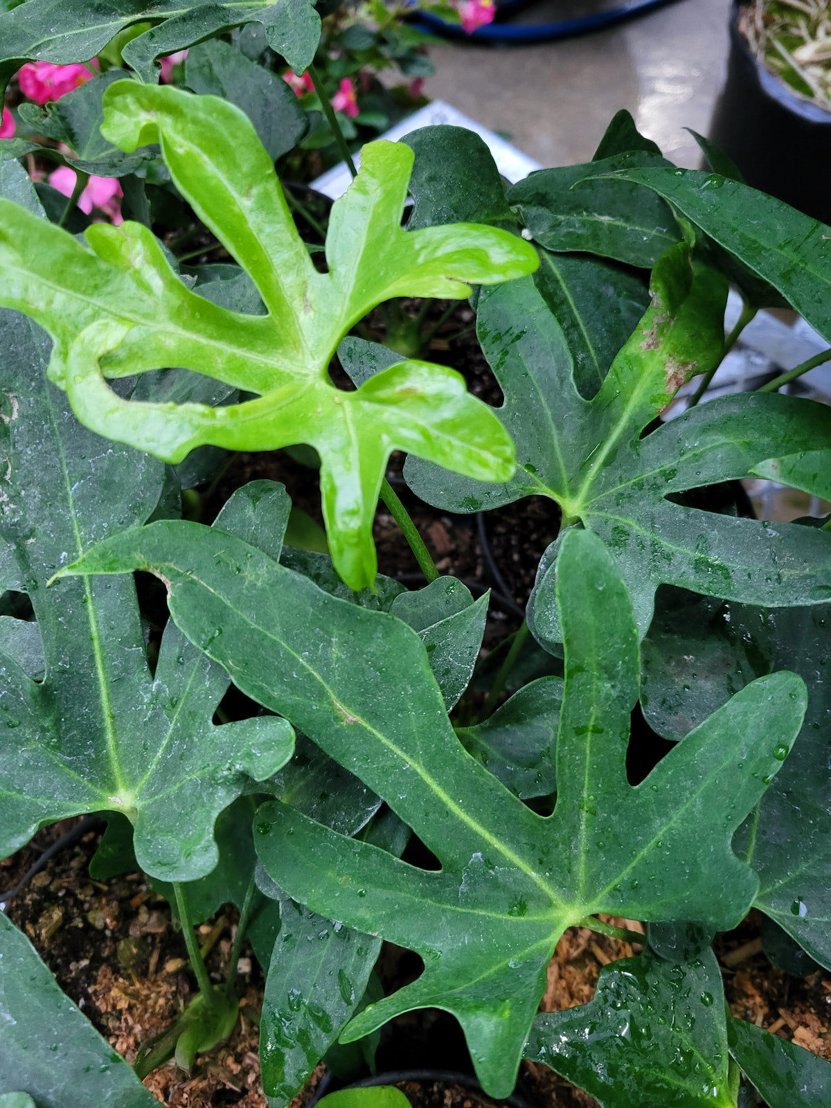 Anthurium podophyllum
