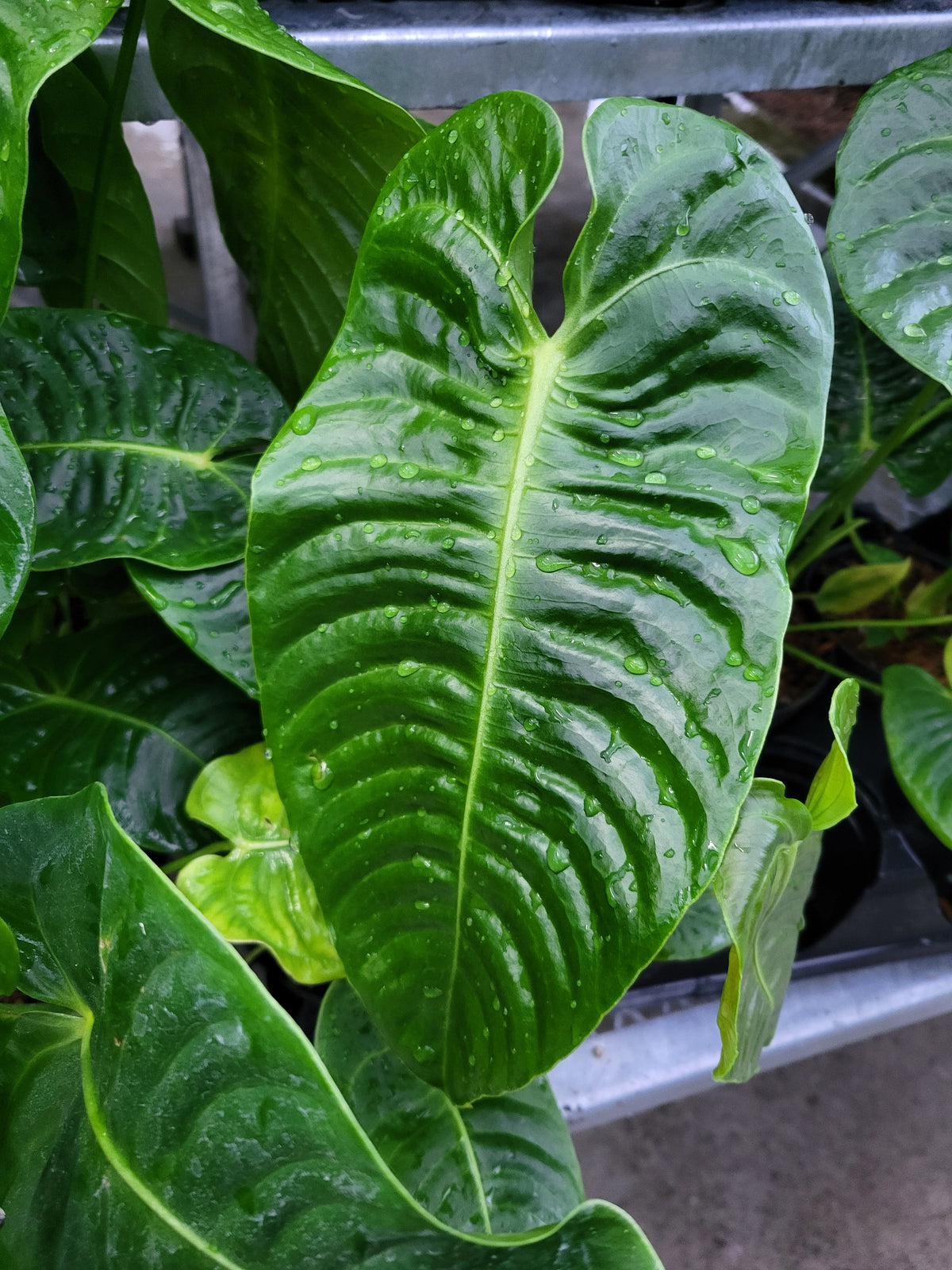 Anthurium veitchii
