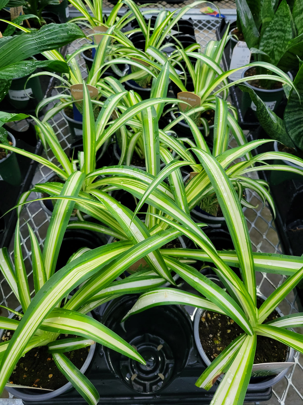 Chlorophytum comosum 'Variegatum'