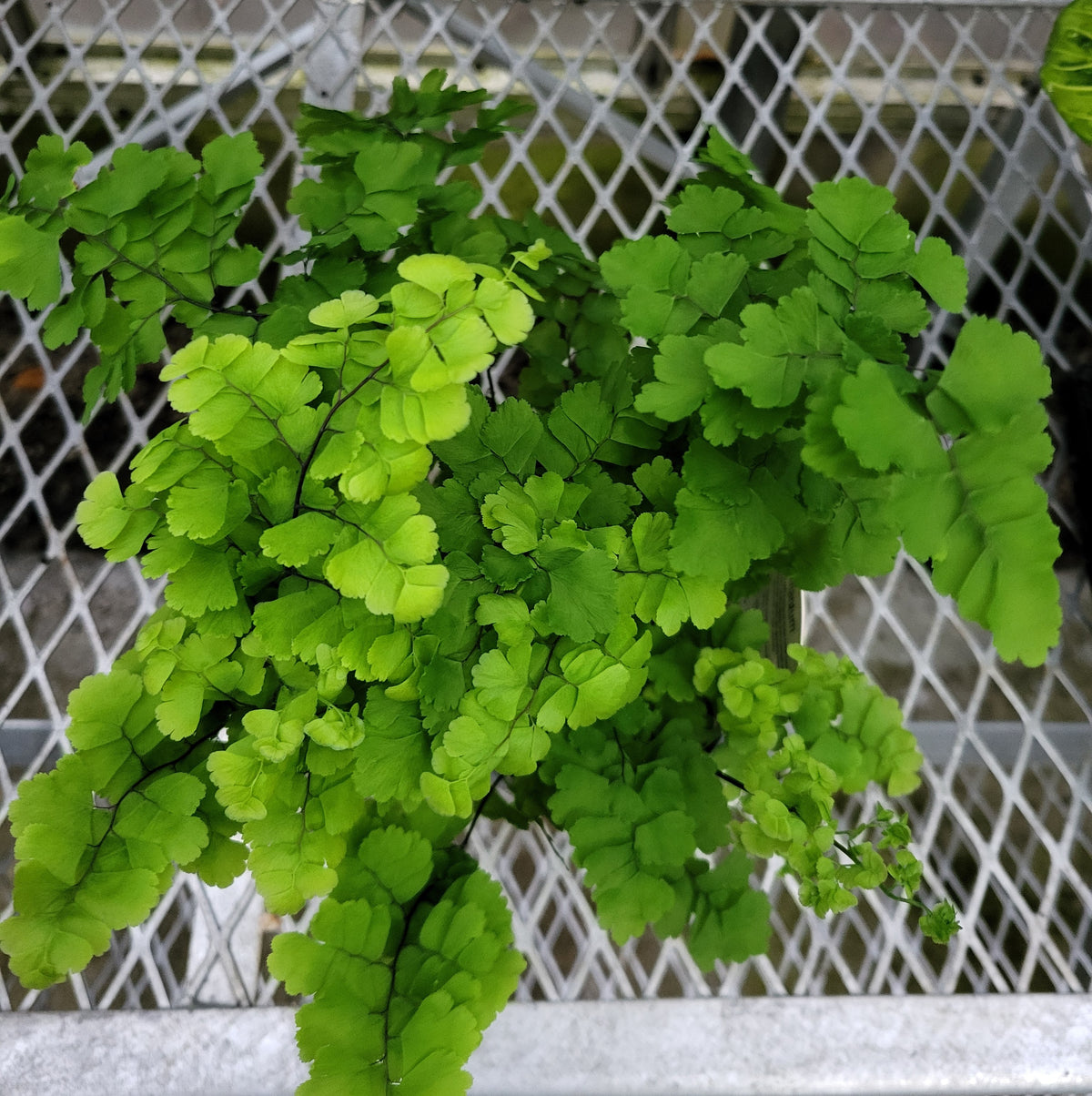 Adiantum raddianum 'Fragrans'