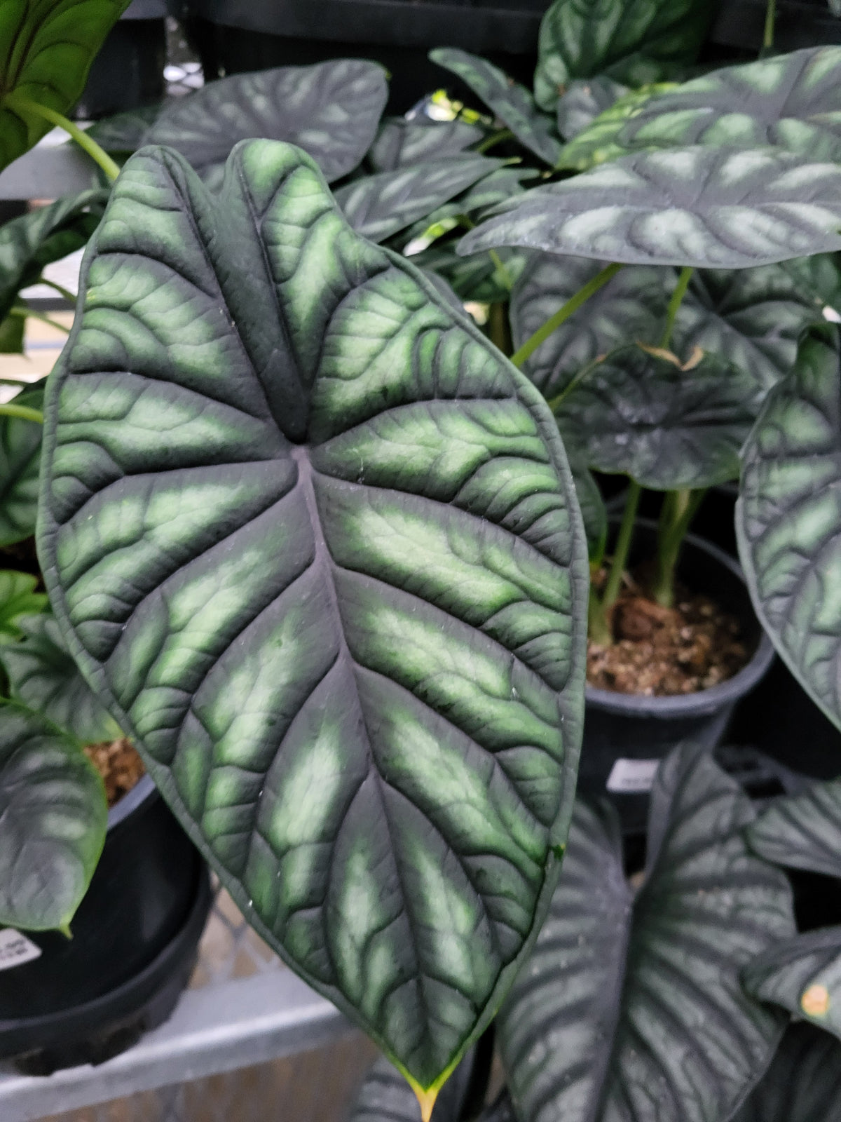 Alocasia 'Dragon's Breath'