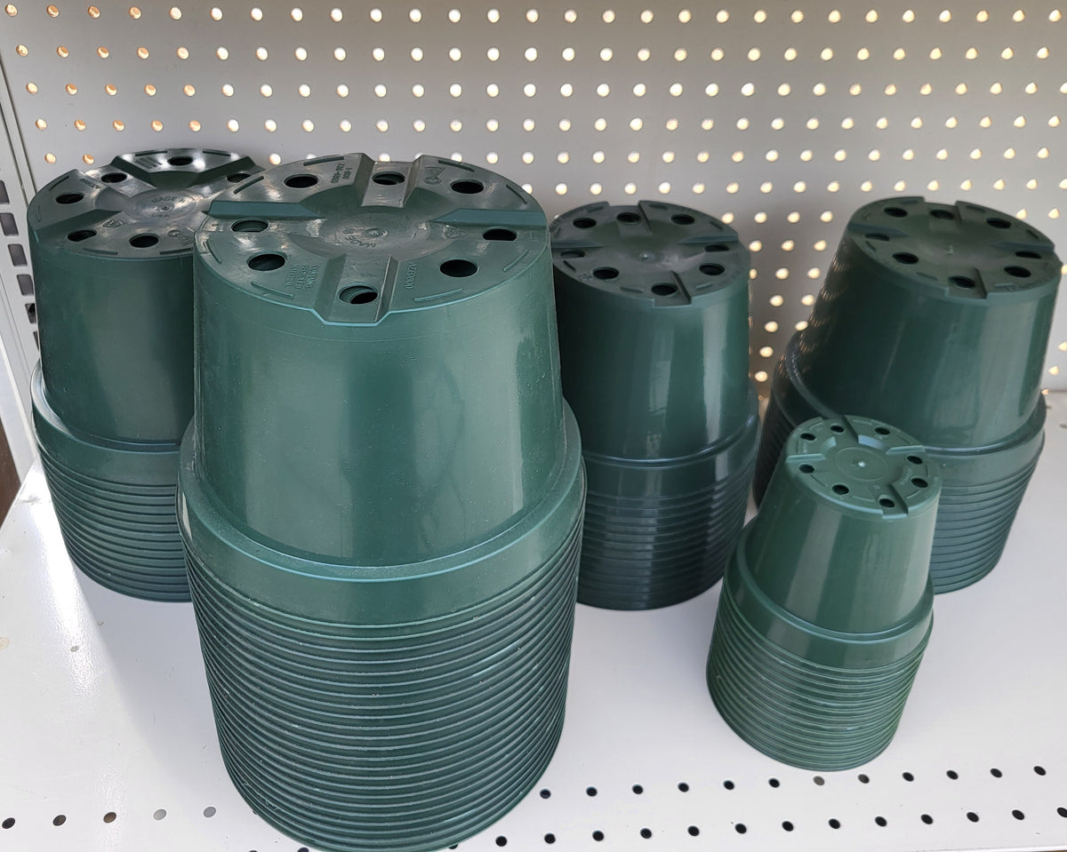 Azalea Pot
