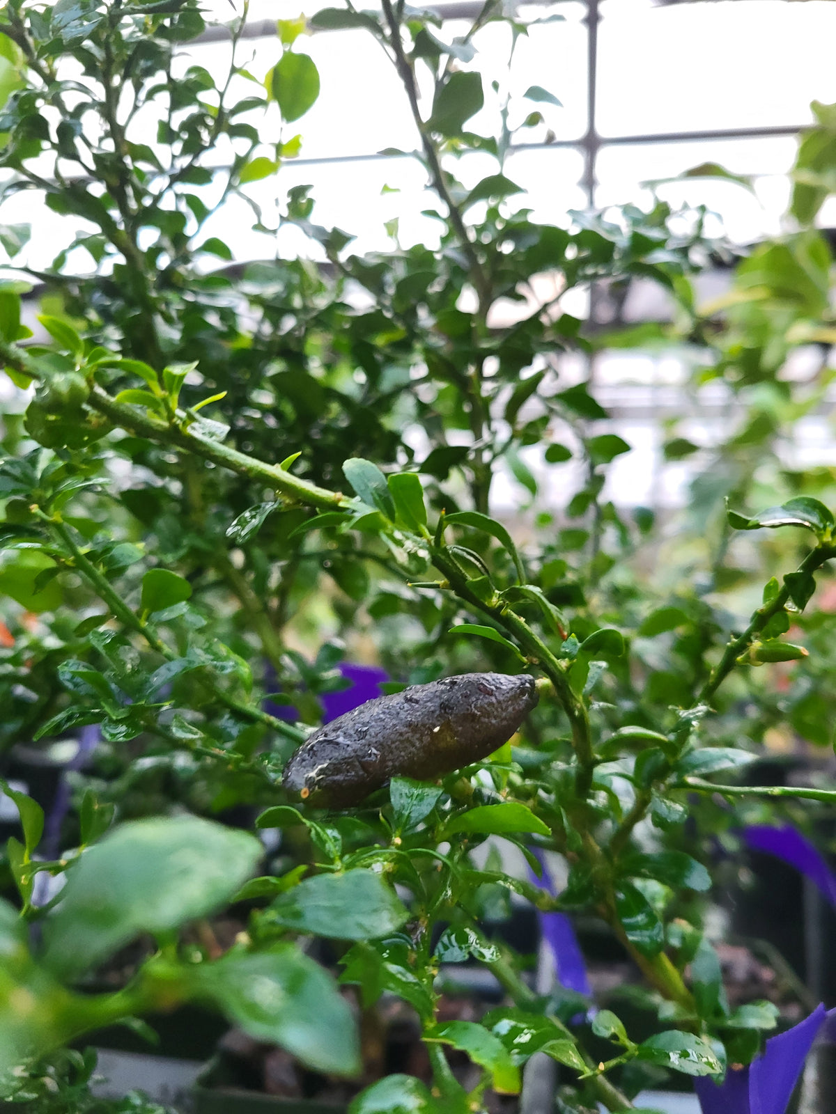 Microcitrus australasica - Australian Red Finger Lime