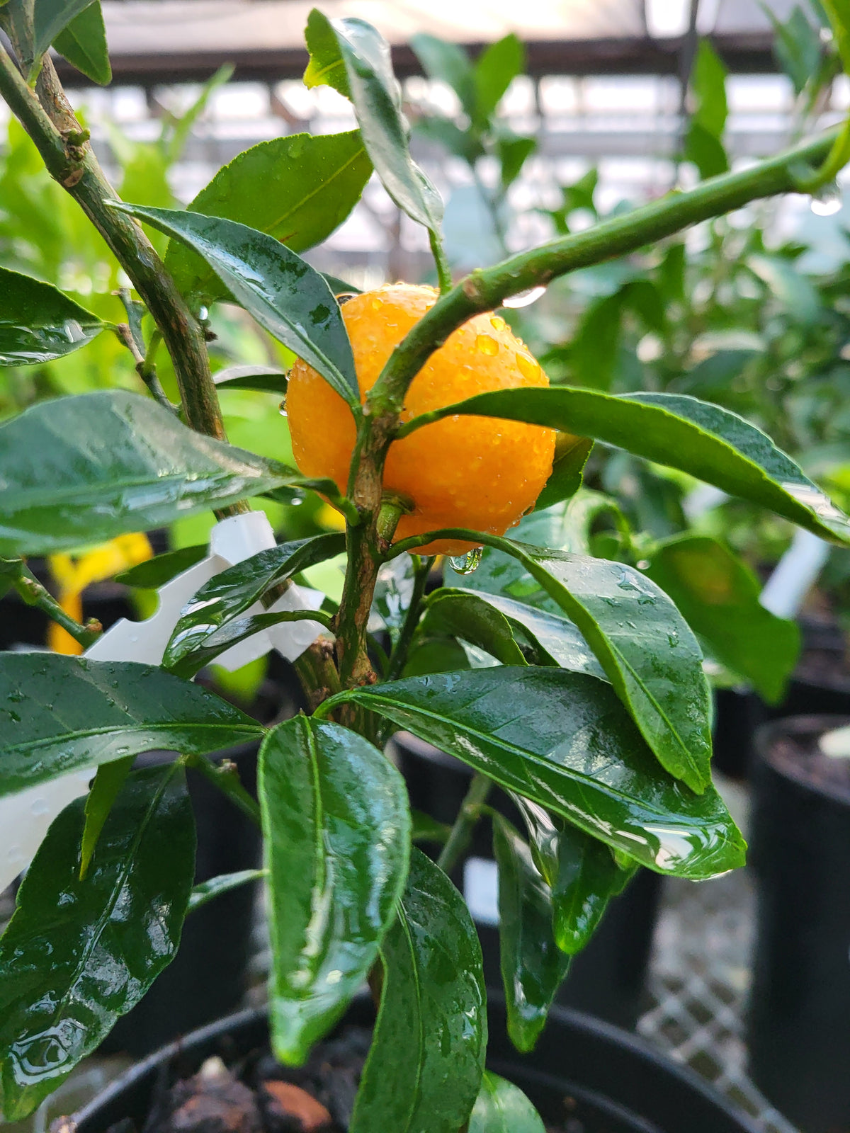 Citrus kin. mukakukishu - Kishu Mandarin