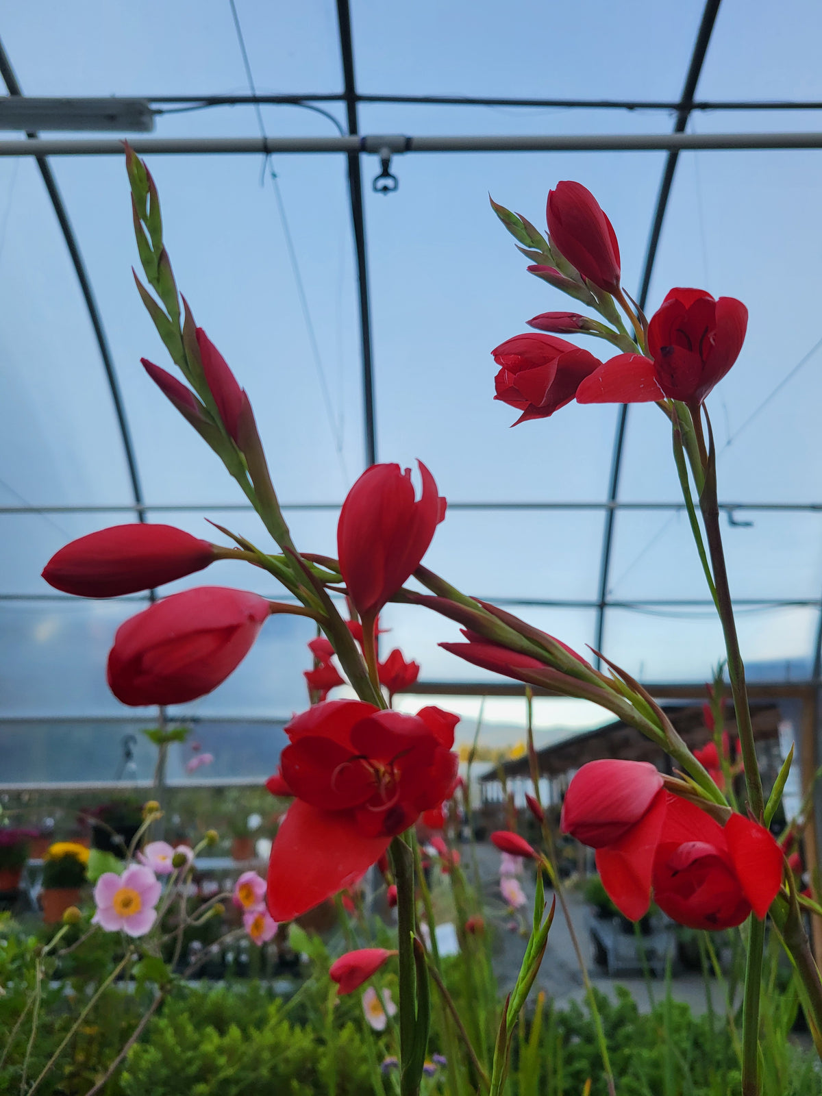 Schizostylis 'Red'