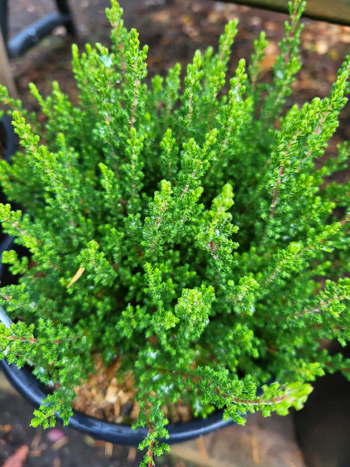Calluna vulgaris 'Dark Beauty'