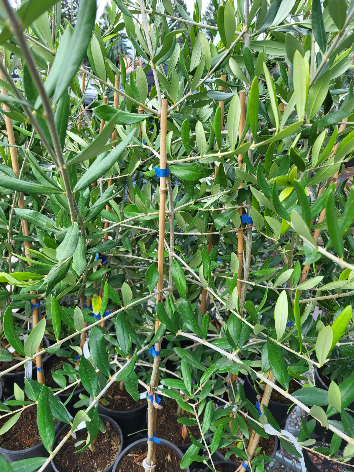 Olea europa 'Leccino'